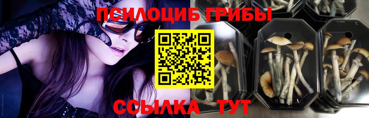 Псилоцибиновые грибы мицелий Волхов